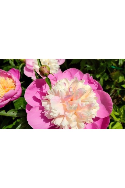 Півонія трав’яниста Боул оф Б’юті – ідеальний вибір для саду чи букетів.